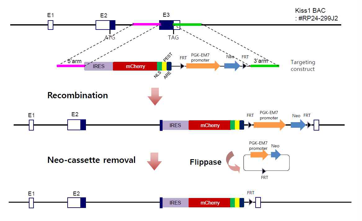 Kiss1-IRES-mCherry mouse의 construct 구축 전략