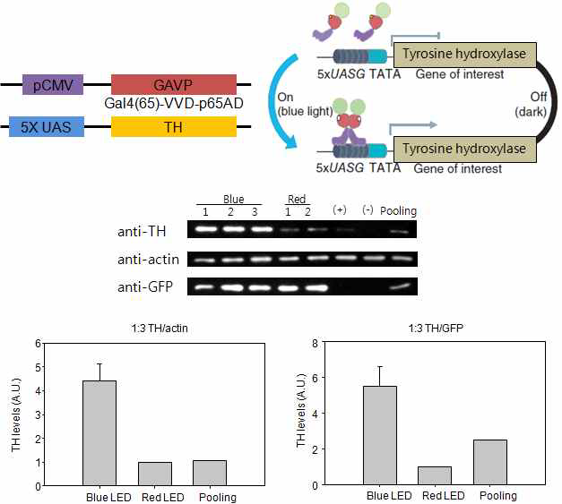 특정파장대의 빛에 의한 tyrosine hydroxylase 유전자 발현 변화