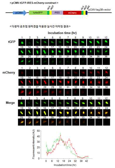 tGFP-IRES-mCherry의 cunstruct 및 실시간 발현 양상