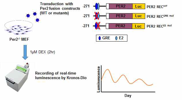 돌연변이 프로모터를 통한 Per2 발현이 일주기 리듬에 미치는 영향