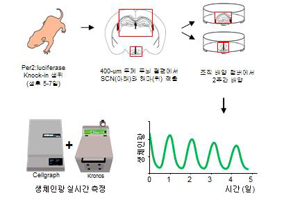 Per2:luciferase knock-in 생쥐 두뇌 절편 배양 모델 개요