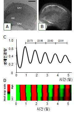 해마 두뇌 절편 모델에서의 생체시계 활성 실시간 측정 결과