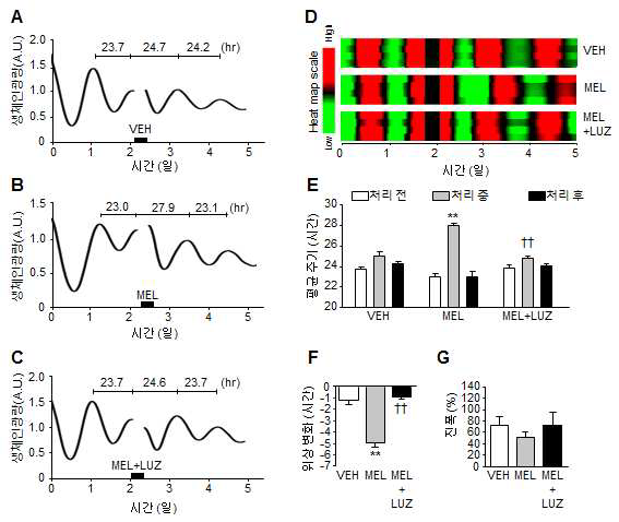 Per2 발현이 정점일 때 멜라토닌 및 멜라토닌 수용체 억제제 를 처리한 해마 두뇌 절편 모델의 일주기 리듬 분석