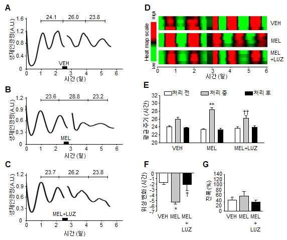 Per2 발현이 저점일 때 멜라토닌 및 멜라토닌 수용체 억제제 를 처리한 해마 두뇌 절편 모델의 일주기 리듬 분석