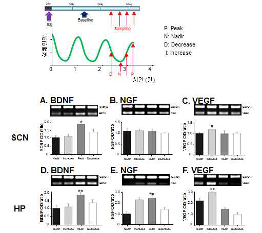 SCN 및 해마 두뇌 절편에서 일주기 리듬 상의 시기별로 나타나는 신경발생조절인자의 발현량 분 석
