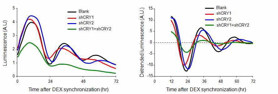 shCRY가 BMAL1-Luc 섬유아세포의 일주기 리듬을 변화시키는 형태