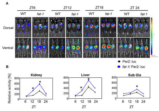 Per2::Luc과 fat-1/Per2::Luc 생쥐에서의 생체 영상 분석
