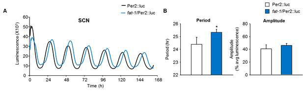 Per2::Luc과 fat-1/Per2::Luc 생쥐 시교차상핵에서 일주기 리듬 비교