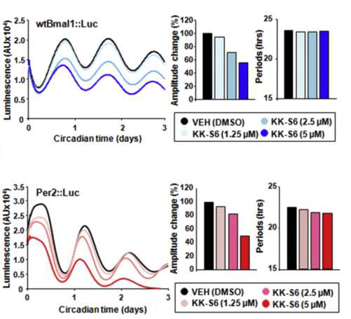 KK-S6가 일주기 분자시계에 미치는 영향
