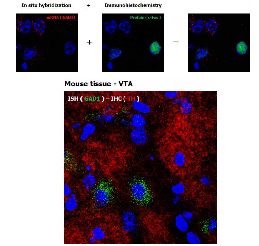 생쥐 VTA에서 GAD1 mRNA와 TH 단백 질의 발현을 ISH/IHC로 동시에 관찰한 결과