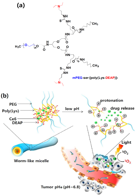 (a) mPEG-ser-[poly(Lys-DEAP)]2의 화학구조. (b) 벌레 모양의 마이셀의 연구 모식도.