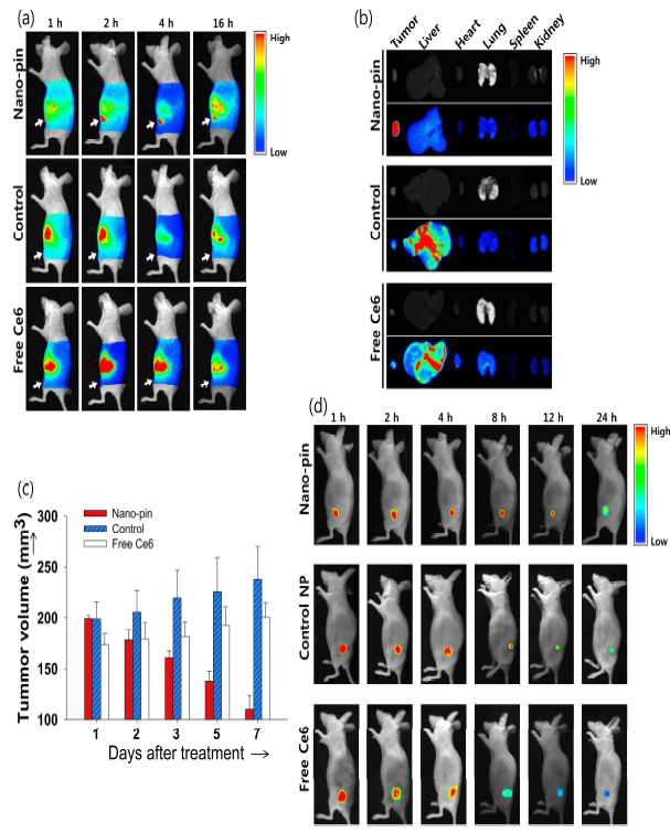 나노핀에 의한 in vivo 항암효과.