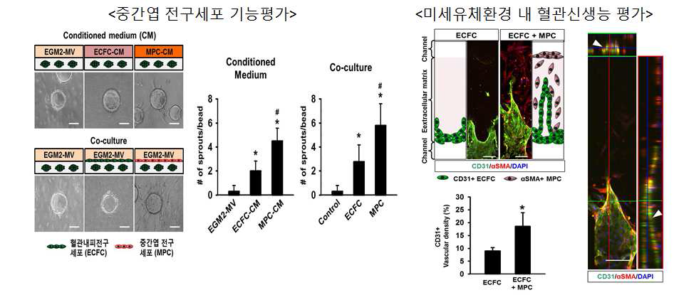 중간엽 전구세포의 혈관신생능 분석