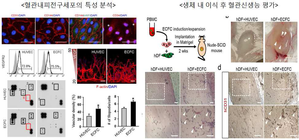 혈관내피전구세포의 세포학적, 기능적 특성 규명