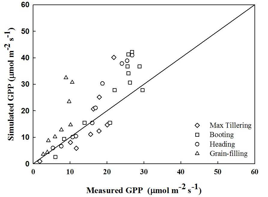 Simulation versus measurement of gross primary productivity (GPP) values at different growth stages of rice