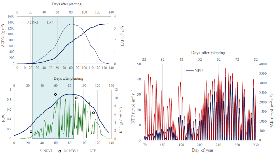 Simulated seasonal variations of rice growth [leaf area index (LAI), above-ground dry mass (AGDM), and normalized difference vegetation (NDVI)] and CO2 flux