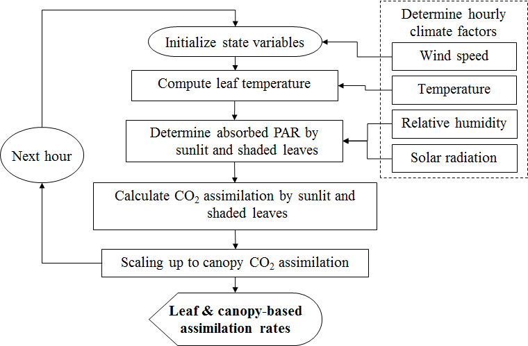 Schematic representation of modeling CO2 assimilation