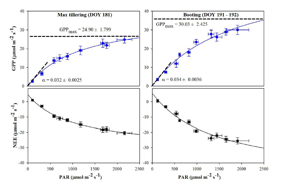 Gross primary productivity (GPP) and net ecosystem exchange (NEE) in relation to photosynthetically active radiation (PAR) at the max tillering and booting stages. GPPmax and 􌩀 represent the maximum GPP and initial slope of the hyperbolic light response curve model, respectively