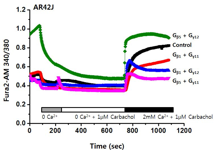 AR42J 세포주에서 Gβγ subunit의 발 현에 따른 저장고-의존성 칼슘 유입의 변화 (Carbachol) 세포 외부 용액의 칼슘이온을 제거하고, EGTA 2mM로 2가이온을 킬레이션 한상태에 서 1μM carbachol을 지속적으로 투여하여, ER 내부의 Ca2+ depletion을 유도함