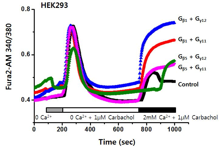 HEK293 세포주에서 Gβγ subunit의 발현에 따른 저장고-의존성 칼슘 유입의 변화 (Carbachol) 세포 외부 용액의 칼슘이온을 제거하고, EGTA 2mM로 2가이온을 킬레이션 한상태에 서 1μM carbachol을 지속적으로 투여하여, ER 내부의 Ca2+ depletion을 유도함