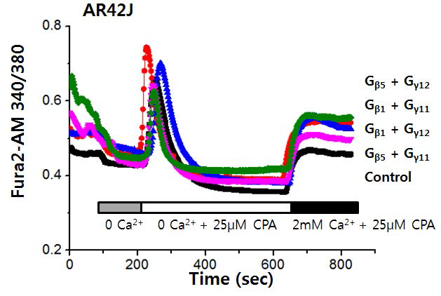 AR42J 세포주에서 Gβγ subunit의 발 현에 따른 저장고-의존성 칼슘 유입의 변화 (CPA) 세포 외부 용액의 칼슘이온을 제거하고, EGTA 2mM로 2가이온을 킬레이션 한상태에 서 25μM CPA을 지속적으로 투여하여, ER 내 부의 Ca2+ depletion을 유도함