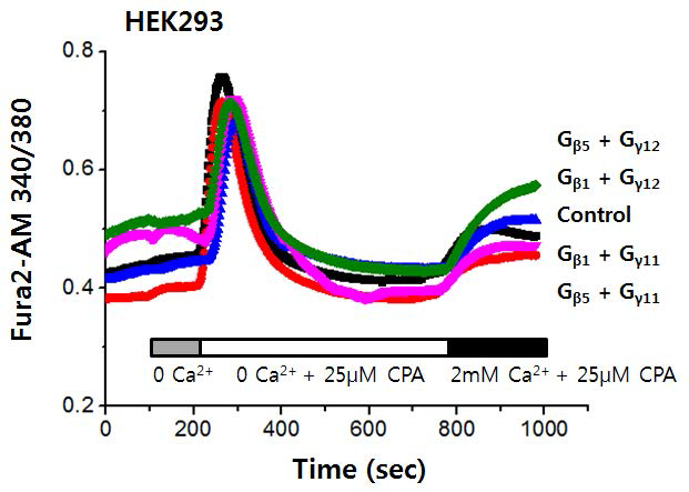 HEK293 세포주에서 Gβγ subunit의 발현에 따른 저장고-의존성 칼슘 유입의 변화 (CPA) 세포 외부 용액의 칼슘이온을 제거하고, EGTA 2mM로 2가이온을 킬레이션 한상태에 서 25μM CPA을 지속적으로 투여하여, ER 내 부의 Ca2+ depletion을 유도함