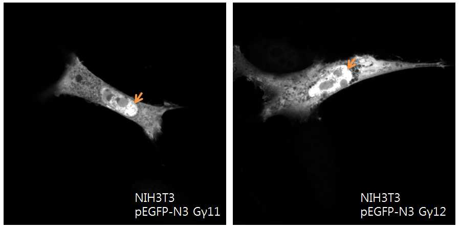 NIH3T3 세포주에서 Gγ subunit의 localization transfection한 후 24시간 후에 관찰하였 음. 4% PFA로 상온에서 30분간 fixation 한 후, slide glass에 mounting 하였음. 관찰은 Carl Zeiss Axio Imager Z2 confocal microscope을 이용함