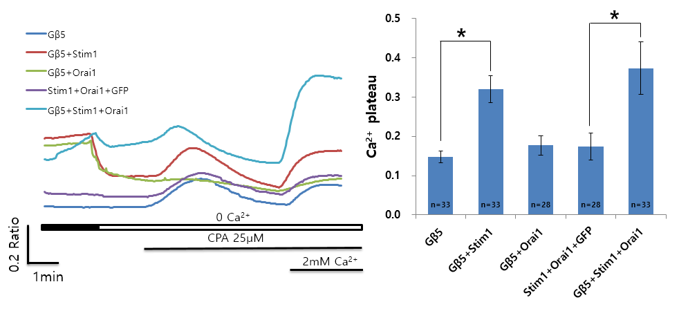 Orai1-Stim1 매개 저장고-의존성 칼슘 유입과 GNB5 HEK293T세포주에 각각의 subunit을 발현시킨 후, CPA에 의하여 유도된 저장고-의존성 칼슘유입의 변화를 측정하 고, control(GFP)를 기준으로 변환한 결과. Gβ5에 의하여 Stim1, Orai1 의존적인 저장고-의존성 칼슘유입이 더 강 화됨을 확인하였음