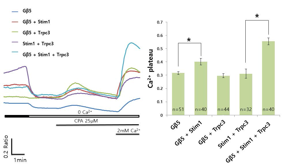 TRPC3-Stim1 매개 저장고-의존성 칼슘 유입과 GNB5 HEK293T세포주에 각각의 subunit을 발현시킨 후, CPA에 의하여 유도된 저장고-의존성 칼슘유입의 변화를 측정하 고, control(GFP)를 기준으로 변환한 결과. Gβ5에 의하여 TRPC3, Orai1 의존적인 저장고-의존성 칼슘유입이 더 강 화됨을 확인하였음