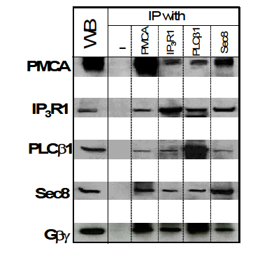 Gβγ와 IP3 수용체간의 단백-단백 결합 췌장선세포에서 PMCA, IP3R1, PLC β1, Sec8 항체를 면역침강법으로 pull-down 한 후 PMCA, IP3R1, PLCβ, Sec8, Gβγ항체로 blotting 하여 본 결과 칼슘신호단백들이 서로 결합하고 있음을 확인하였음. 특히 Gβγ가 IP3 수용체와 결합하므로 현재까지 소포 체에만 존재한다고 알려진 IP3 수용체에 결합하 고 있는 Gβγ가 세포막과 밀접한 IP3 수용체와 결합하는 신호전달 복합체를 형성할 가능성이 있음