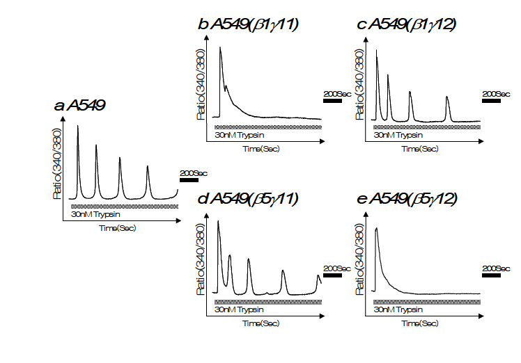 Gβγ 과발현 조합에 따른 칼슘신호전달 변화 A549 세포주에 Fura-2/AM를 이 용하여 세포질내 칼슘농도를 측정 한 결과. 모든 경우에 30nM trypsin을 효현제로 사용. (a)대조군 A549 세포주 (b)β1γ11 을 과발현 (c)β1γ12을 과발현 (d)β 5γ11을 과발현 (e)β5γ12을 과발현