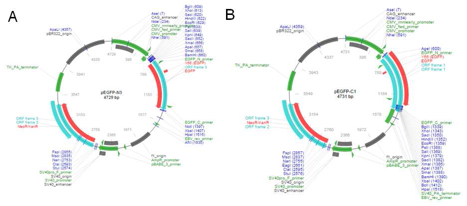 발현벡터(expression vector) 정보 A. pEGFP-N3 B. pEGFP-C1 (ref) http://www.addgene.org