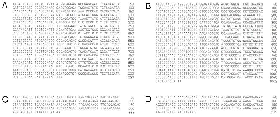 EGFP tagged Expression Vector 제작에 사용된 coding sequence A. GNB1 (Gβ1, NM_002074, 1023bp) B. GNB5 (Gβ5, NM_006578, 1062bp) C. GNG11 (γ11, NM_004126, 222bp) D. GNG12 (Gγ12, NM_018841, 219bp)