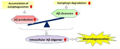 Model for the regulation of Aβ level by autophagy.