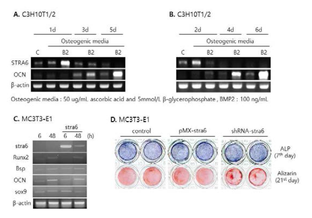Sta6 effect on C3H10T1/2 and MC3T3-E1 cell lines