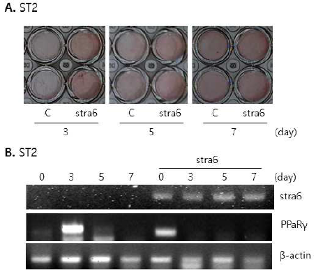 Stra6 effect on ST2 cell line