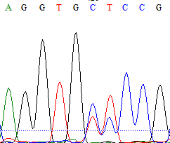 저항성 벗풀의 ALS 유전자에서 발생한 point mutation [pro 197 (CCC) → leu 197 (CTC)