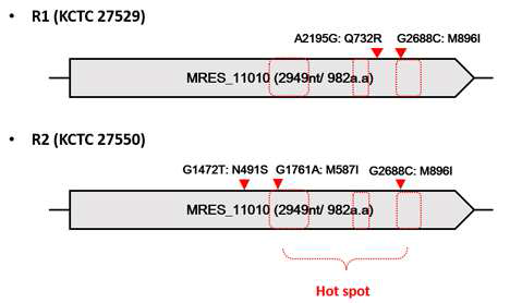 KCTC27529 및 KCTC27550 저항성 균주의 ERG11 유전자 Point-mutation