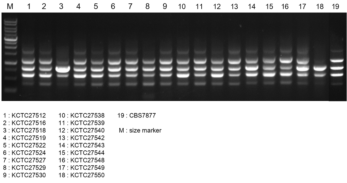 PCR mediated genetic typing - Random Amplified Polymorphic DNA (RAPD). Type strain인 M. restricta CBS7877을 포함한 총 19개 strain의 M. restricta에서 추출한 gDNA 300 ng을 template로 하여 OPA2 (5