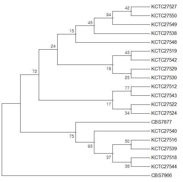 Multi Locus Sequencing Typing(MLST), Bootstrap consensus tree. M.restricta의 19 strains에서 D1/D2 region(Large-Subunit Ribosomal DNA), Actin, MRE_3947 (Phospholipase C), MRE_0571(Lipase)를 이용하여 Molecular typing하였다. Bootstrap replicate: 1000; Cut-off value: 􎃴 50. Outgroup strain으로는 M.globosa CBS7966를 사용하였다.