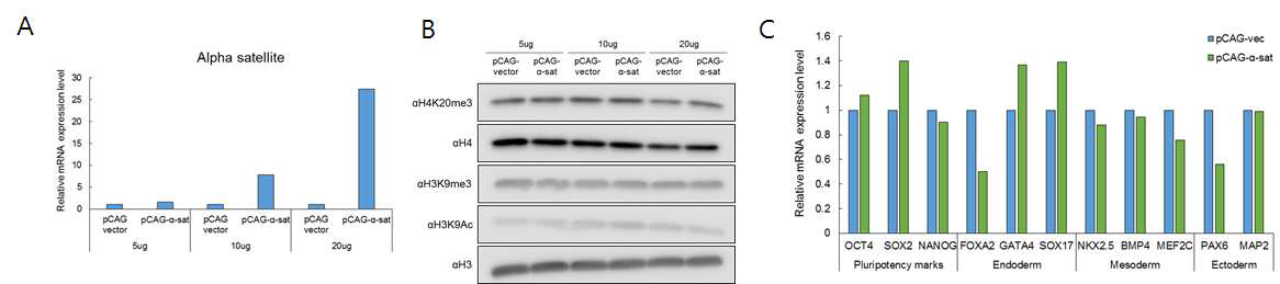 CAG promoter를 이용한 alpha-satellite의 과발현에 의한 인간배아암줄기세포인 NCCIT의 분화에 미치는 영향 조사