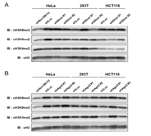 Dicer 또는 Ago2의 기능결핍은 이질염색질 히스톤마커의 발현양상에 거의 영향을 끼치지 않는다