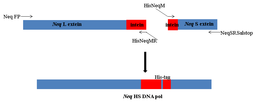 Neq L 단편과 Neq S 단편의 인테인들을 하나로 연결하여 Neq DNA 중합효소의 전구체 (precursor) 형태인 Neq hot-start (HS) DNA 중합효소 유전자의 구축