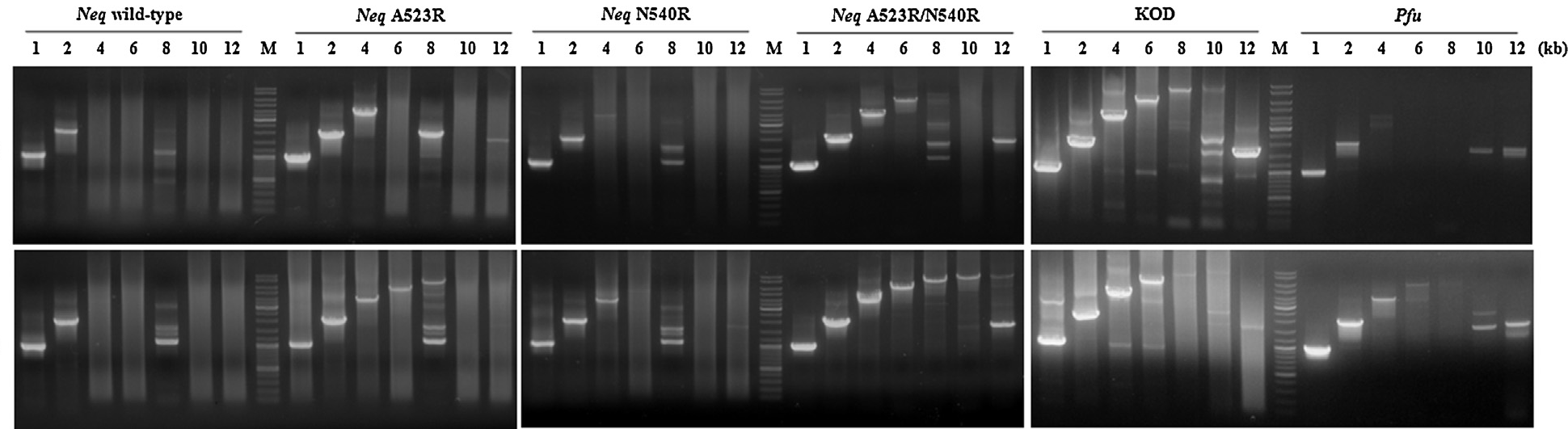 길이가 긴 타깃 PCR에서 Neq DNA중합효소의 야생형 및 돌연변이체들, KOD DNA, Pfu DNA 중 합효소들의 PCR 증폭 비교. 1, 2, 4, 6, 8, 10, 12kb의 타깃 길이들을 윗부분에 표시하였다. PCR 사이클은 95℃에서 3분간 첫 변성단계를 수행한 후, 이어서 95℃에서 30초, 62Å에서 30초, 그리고 72℃에서 1 분 (위 사진) 혹은 3 분 (아래 사진)의 30 사이클을 수행하였다