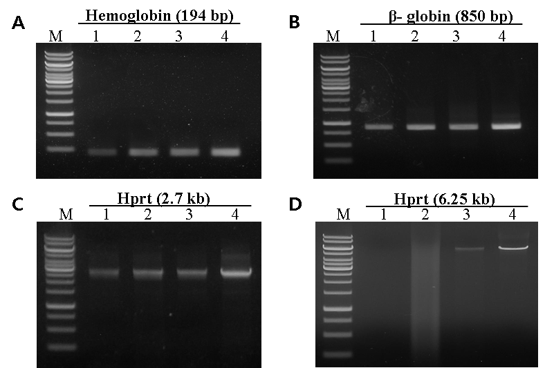 PCR 타깃으로 hemoglobin gene (A, 194 bp), 􌩁-globin gene (B, 850 bp), hypoxanthine-guanine phosphoribosyltransferse gene (C, 2.7 kb) 및 hypoxanthine-guanine phosphoribosyltransferse gene (D, 6.25 kb)을 Neq HS DNA 중합효소 (lane 1), Neq HS M1 DNA 중합 효소 (lane 2), Neq HS M2 DNA 중합효소 (lane 3) 및 Neq HS M3 DNA 중합효소 (lane 4)로 각각 PCR을 수행한 결과를 나타낸 것이다