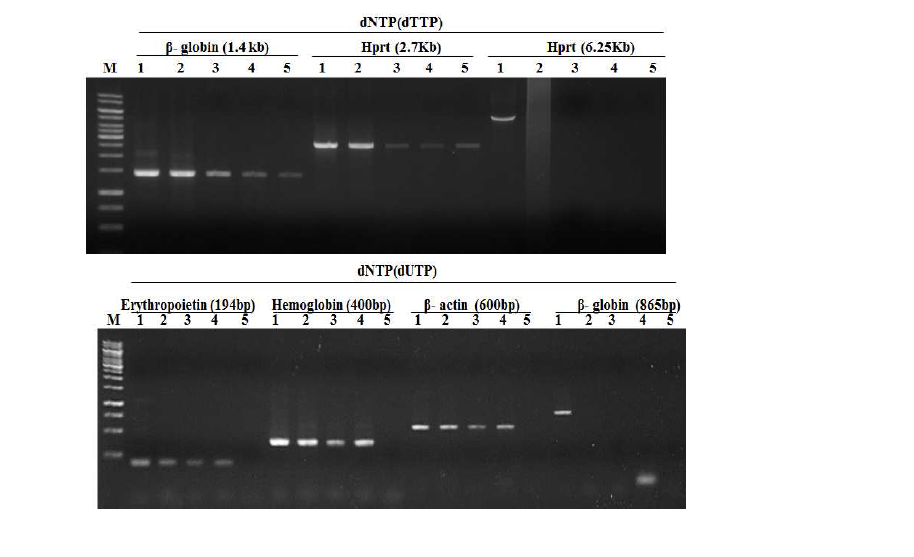 PCR 타깃으로 β-globin gene (1.4 kb), hypoxanthine-guanine phosphoribosyltransferse gene (타깃 2.7 kb 및 6.25 kb)을 각각 이용하여 dNTP (dTTP or dUTP) 존재 하에서 Neq HS M3 DNA 중합 효소 (lane 1), HS Taq DNA 중합효소 (Roche) (lane 2), HS Taq DNA 중합효소 (Takara) (lane 3), Taq DNA 중합효소 (Takara) (lane 4) 및 Pfu DNA 중합효소 (Promega) (lane 5)를 각각 이용한 PCR을 수행한 결과를 각각 나타낸 것이다