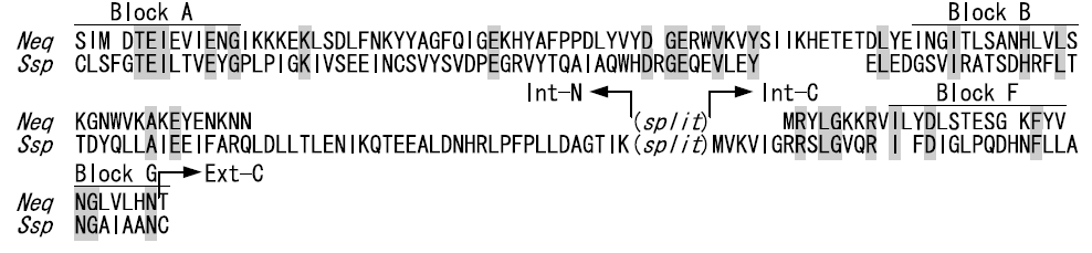 N-익스테인과 C-익스테인 영역을 제외한 split mini-inteins의 아미노산 서열 정렬. Neq DNA 중합효소의 split intein 서열(Neq)을, Ssp DnaE protein의 split intein 서열(Ssp)과 비교한 것이다