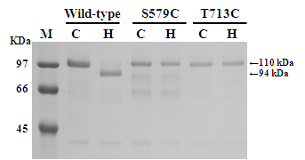 Neq HS DNA 중합효소 (wild-type)와 돌연변이체 Neq HS S579C 및 Neq HS T713C DNA 중 합효소들의 단백질 스플라이싱 효과를 SDS-PAGE로 각각 나타낸 것이다