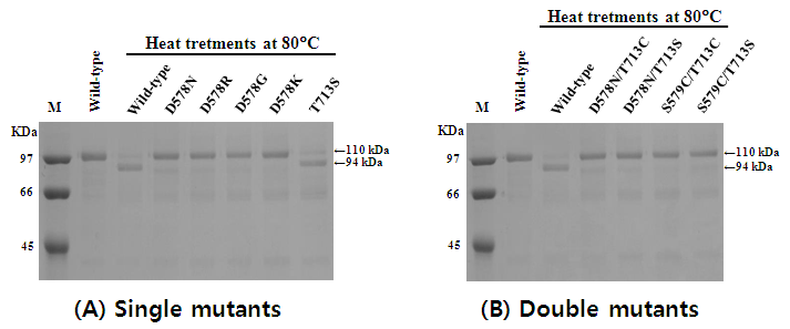 Neq HS DNA 중합효소(wild-type)와 Neq DNA 중합효소의 spliced junction 부위의 다양한 돌 연변이체들의 단백질 스플라이싱 효과를 SDS-PAGE로 각각 나타낸 것이다