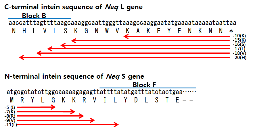 Neq L 단편의 intein C-말단 아미노산 서열과 Neq S 단편의 인테인 N-말단 아미노산 서열. 아미노산 결실의 방향과 정도를 주형으로 사용하는 Neq L과 Neq S 유전자에서 화살표로 나타내었다